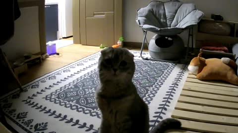 A cat that suddenly stood up