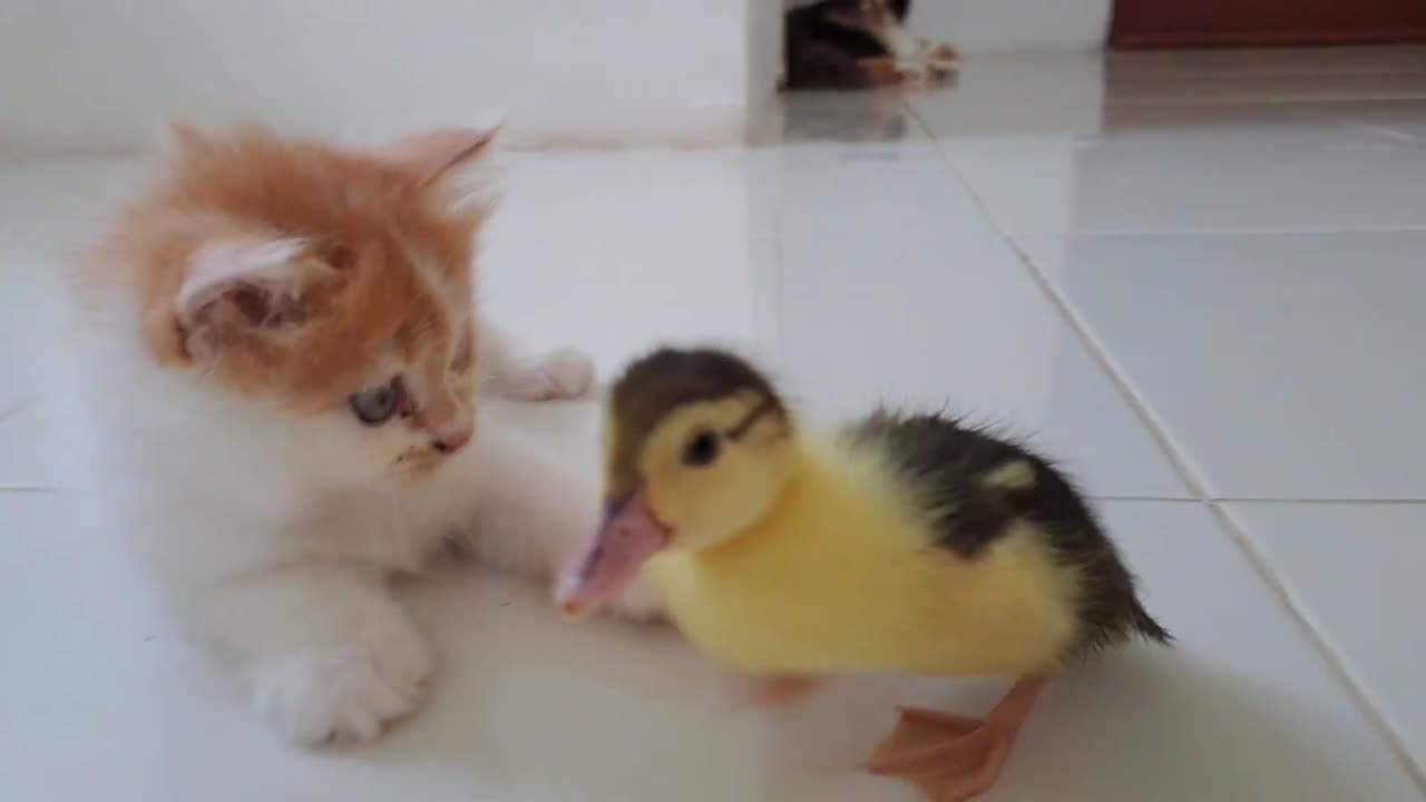 Kittens meeting duckling for the first time