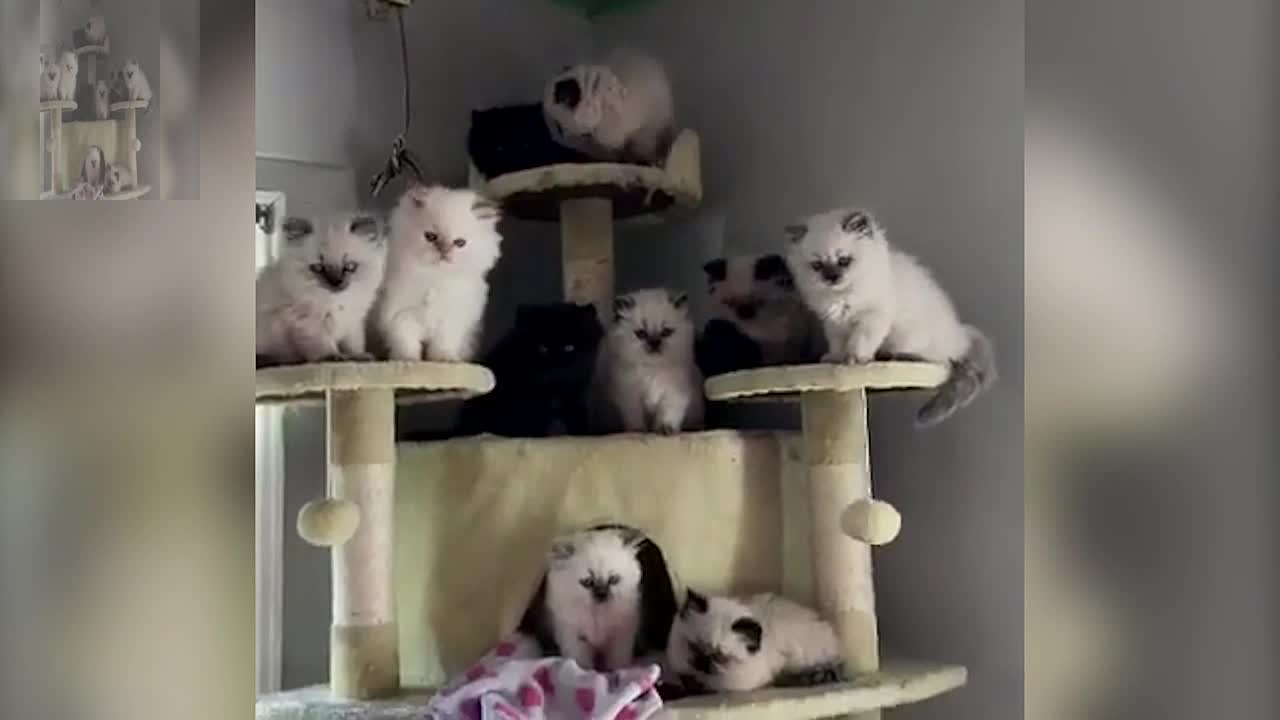 A group of cute cats