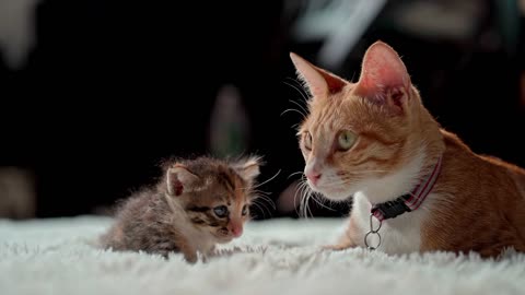 Cat loves his kid.. Cat pretend his kid to him ❤.... Cats , kitten ❤