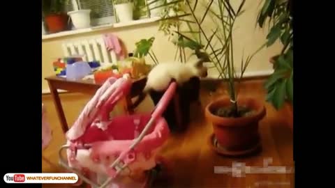 Crazy Cute Cats (Real Cute and Funny)