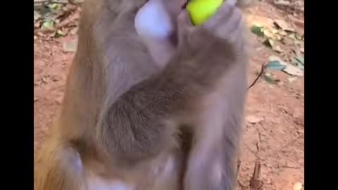 Hungry monkeys