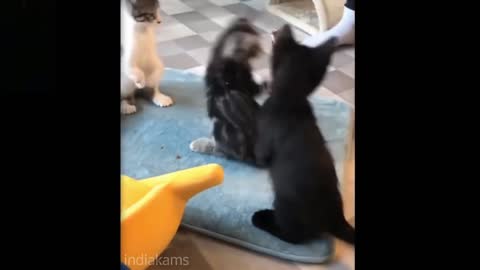 Funny Pets | Playing cats