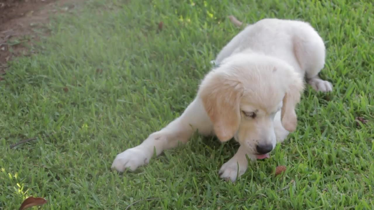 LOOK OUT HOW THIS CUTE DOG ENJOYING