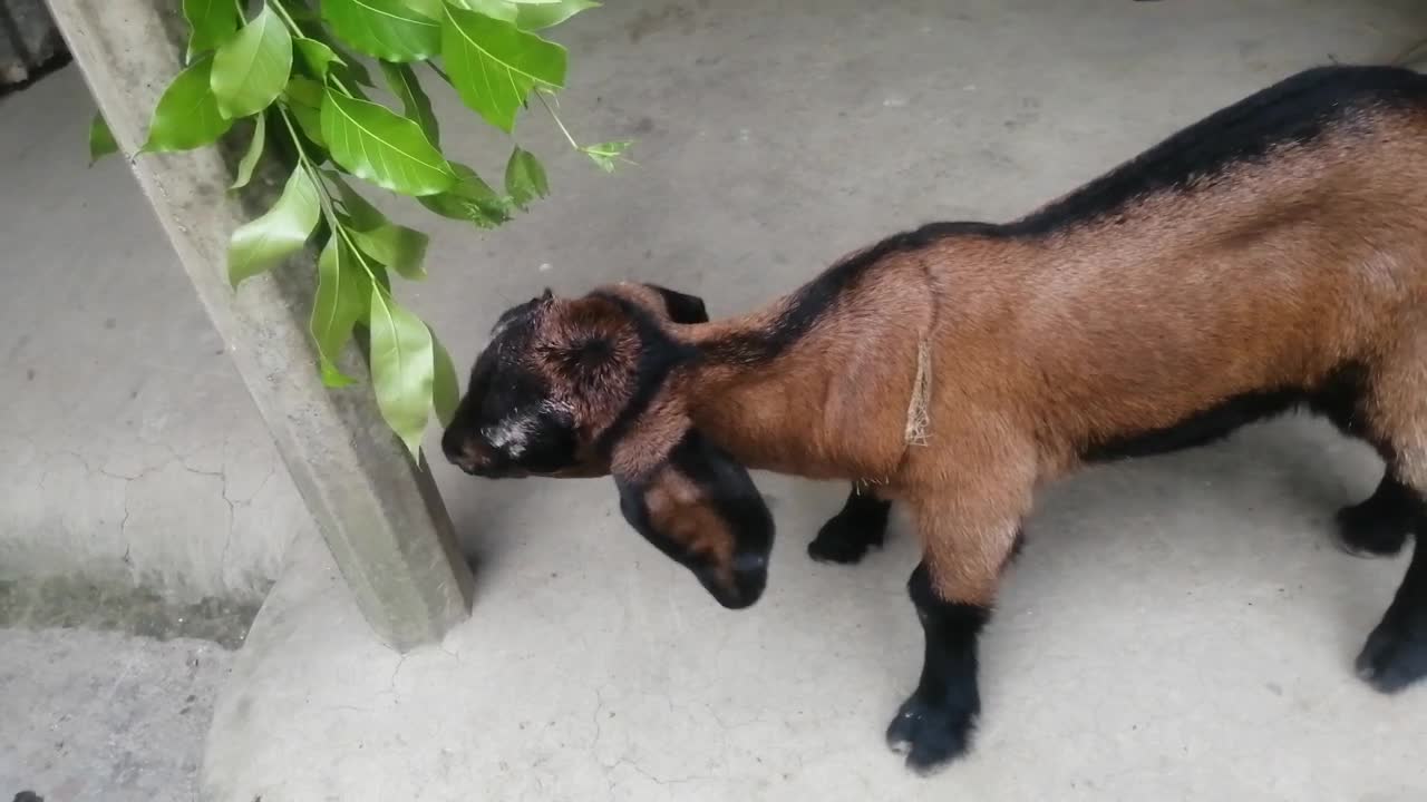 Look How Goat Baby eat leaf