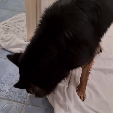 Funny German Shepherd puppy goes bonkers after bath time