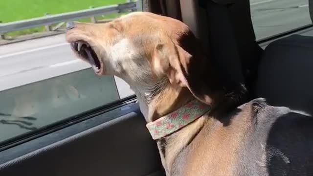 Brown dog sticks head out window and blows lips back