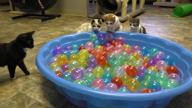 Cute Kittens Play in Ball Pit