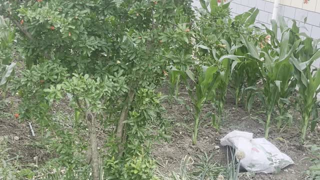 The pomegranate tree blossomed