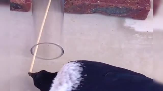 Smartest bird you have ever seen