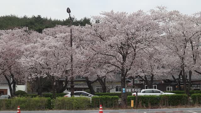 Beautiful flowers 3