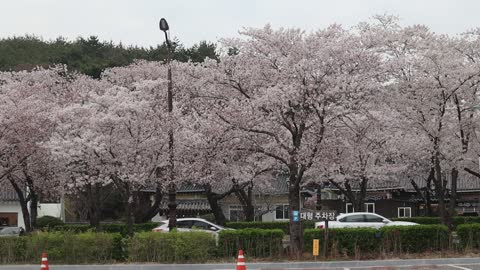 Beautiful flowers 3