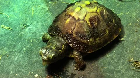 Box Turtle just eating his breakfast.