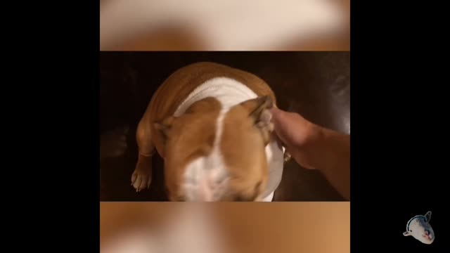 Funny Videos 2021- Compilation 02