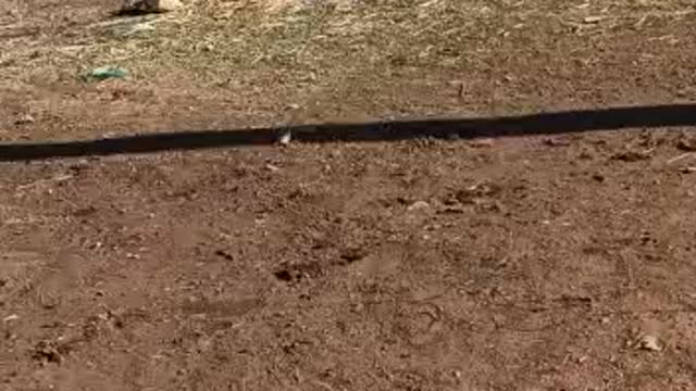 Little dog playing