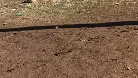 Little dog playing