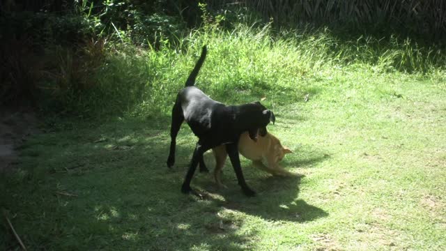 Dogs playing in a jungle
