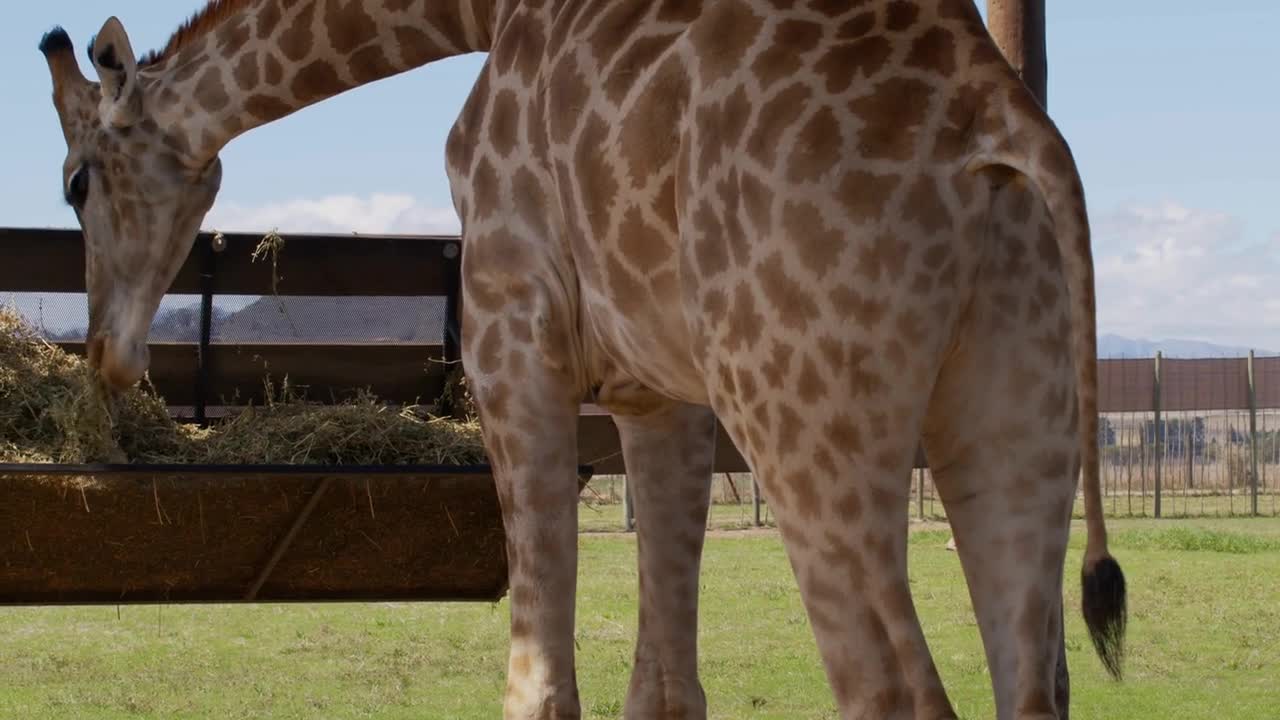 Giraffe eating grass in a zoo. Giraffes in safari park. Beautiful giraffe in the zoo