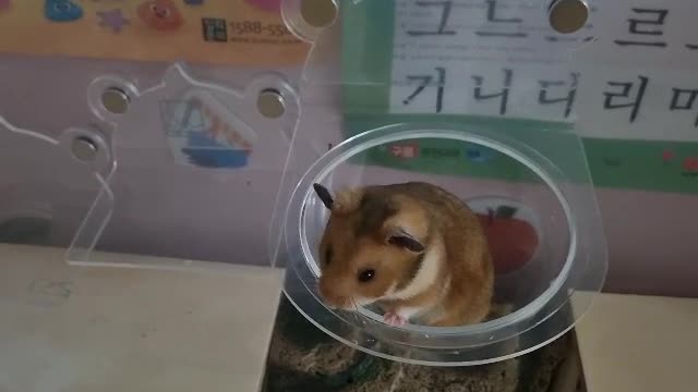 Hamster playing in a hammock