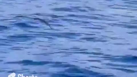 Flying Fish #shorts #viral #shortsvideo #video