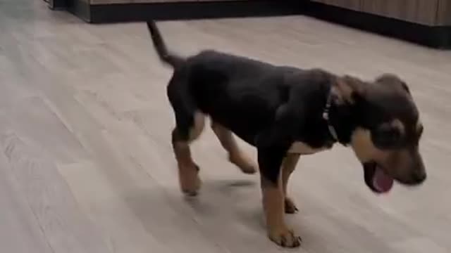 Happy little dog is dancing