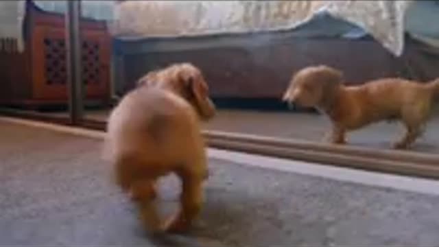 Animals videos. Funny Videos@2@,! Cute pet Videos.
