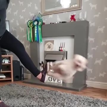 Dog uses owner as a spring board for jumping! #dog_life #dog #playtime #chilaxvibes