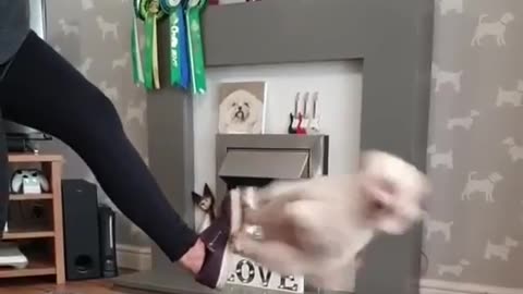 Dog uses owner as a spring board for jumping! #dog_life #dog #playtime #chilaxvibes