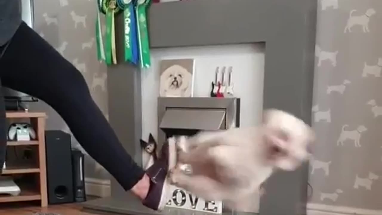 Dog uses owner as a spring board for jumping! #dog_life #dog #playtime #chilaxvibes