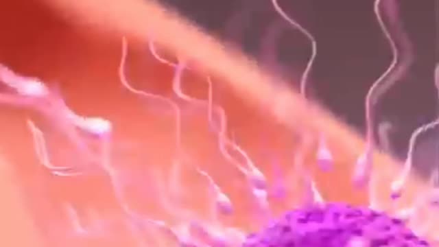 Travel of sperm