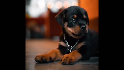 Rottweiler dog attitude WhatsApp status