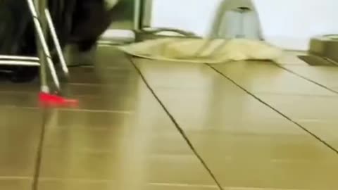 Funny Pets Compilation #Funny #Pets #funnytiktok #tiktok
