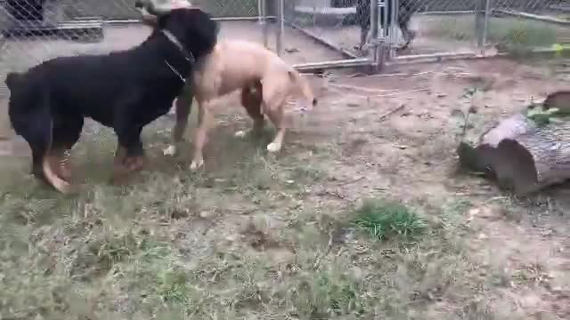 Rottweiler vs Pitbull