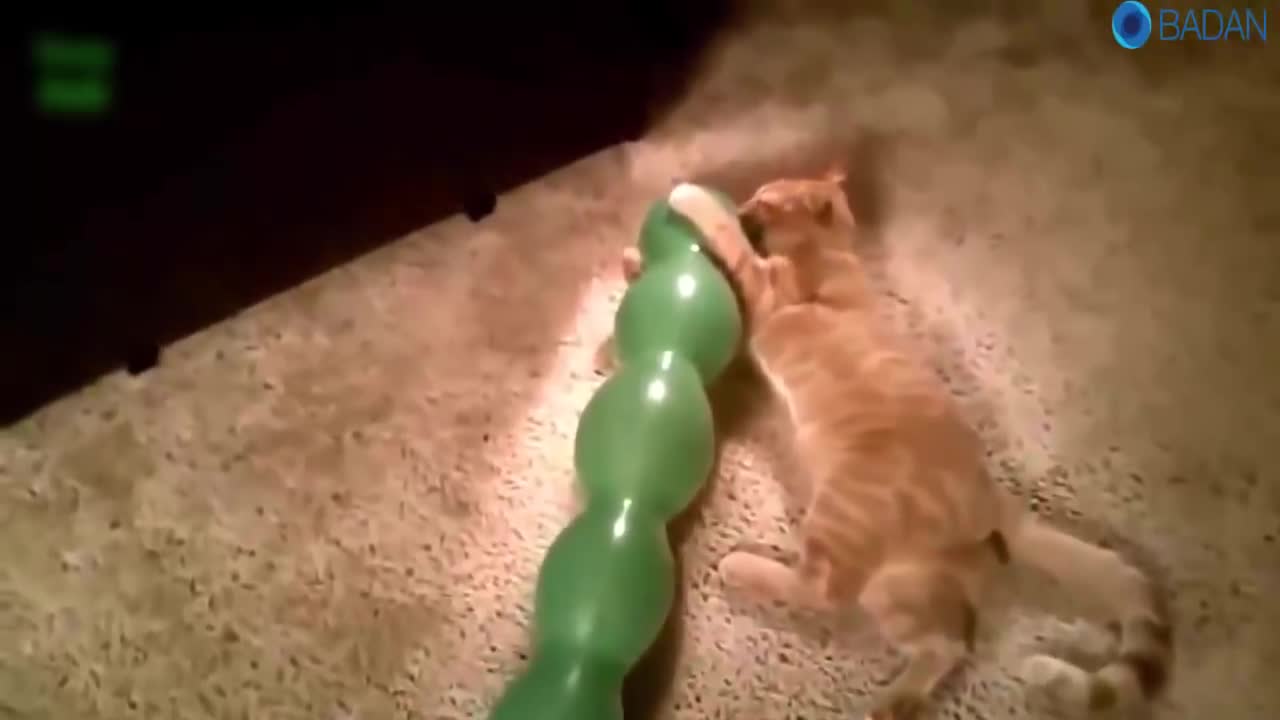 Beautiful and tall cats