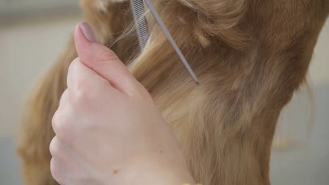 Groomer cuts golden dog's fur with scissors