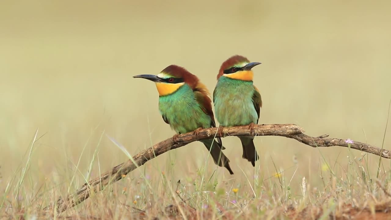 Winged Pearls: Meeting of a Pair of Bright Birds.