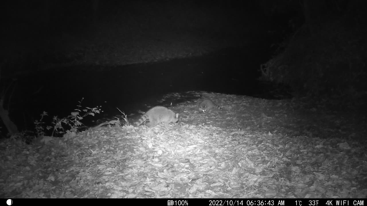 Three Raccoons - Mountains of Tennessee