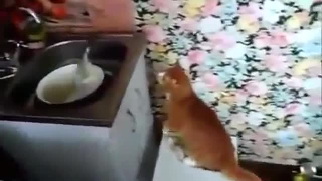 Funny Funny Cats This is very funny to watch !!
