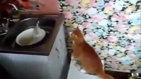 Funny Funny Cats This is very funny to watch !!