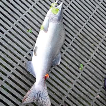 Pink Salmon (Humpback) change so beautiful when back in the fresh water.