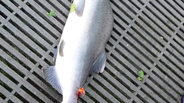 Pink Salmon (Humpback) change so beautiful when back in the fresh water.