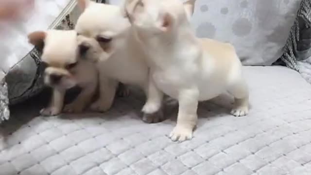 Puppies carry a school bag on their way to the kindergarten