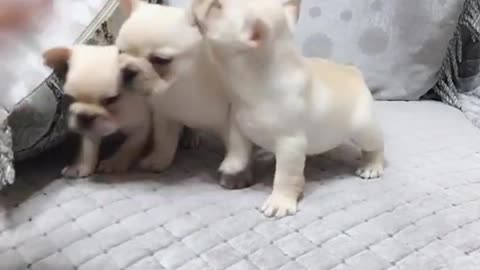 Puppies carry a school bag on their way to the kindergarten