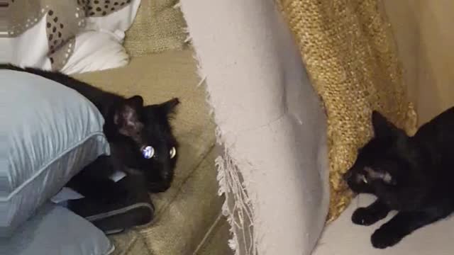 Two Black Cats - Bernie meets his Sister Lani on a chair