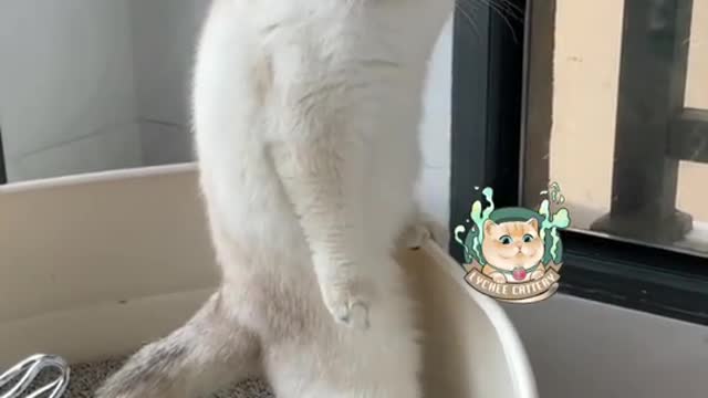 Cute Cat funny moment