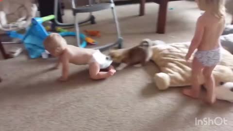 Corgi catches household to play together