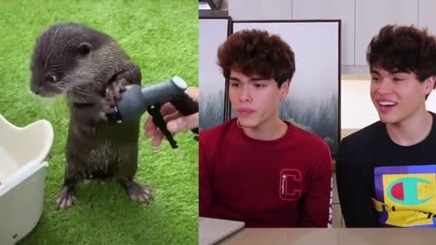 funny animal videos best