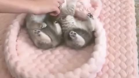 Soft Kitty, line up for bed