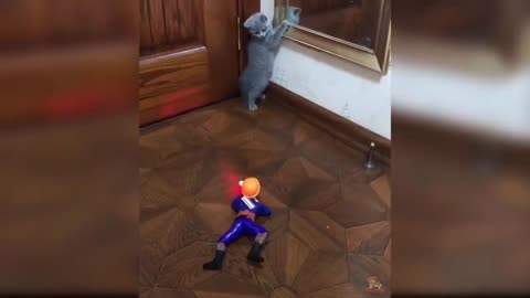 Cat reacts to a toy | FUNNY no .1