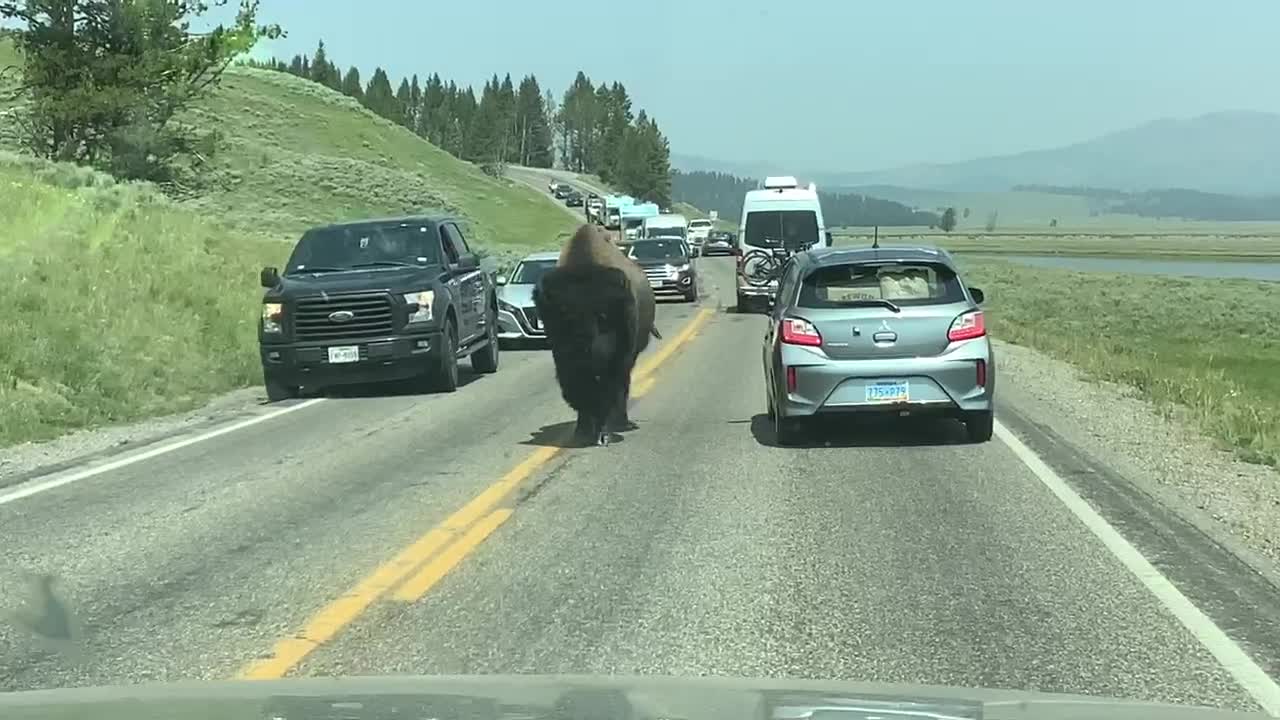 Hound dogs greeting buffalo at Yellowstone National park 2021 book tour